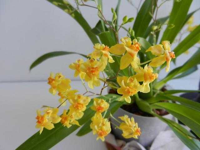 Онцидиум: уход в домашних условиях и разновидности цветка