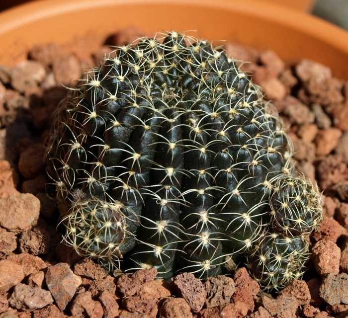 Эхинопсис: как вырастить ежовый кактус в домашних условиях
