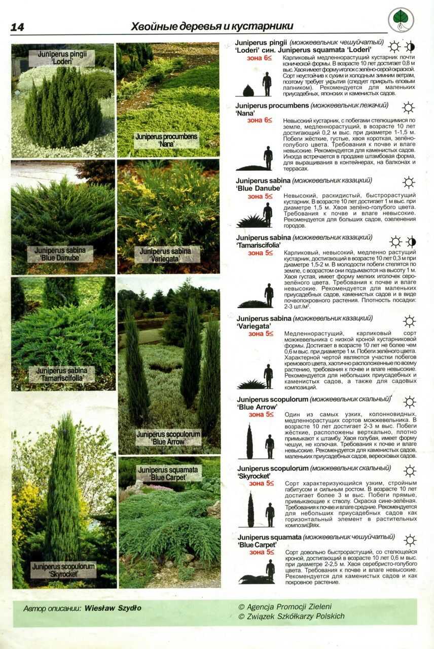 Декоративно лиственные листопадные кустарники с названиями и фото в каталоге