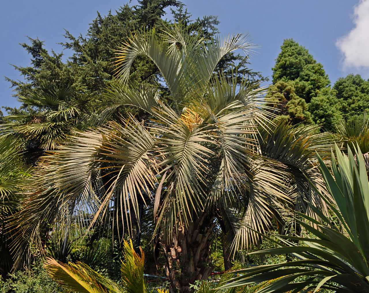 Холодостойкие пальмы: возможности выращивания некоторых видов и сортов | огородники