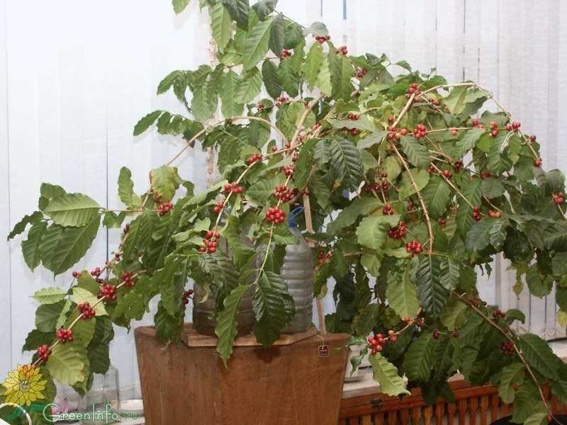 Кофейное дерево: уход и выращивание в домашних условиях