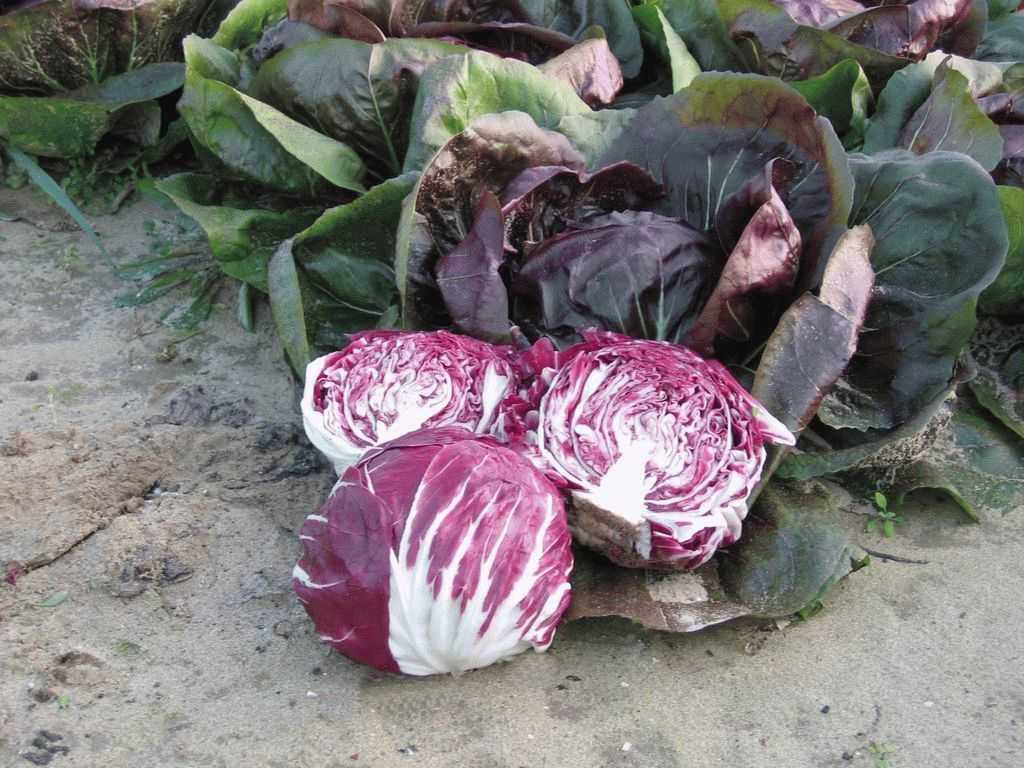 Цикорные салаты - эндивий, эскариол, хризантема: лечебные свойства, выращивание и размножение