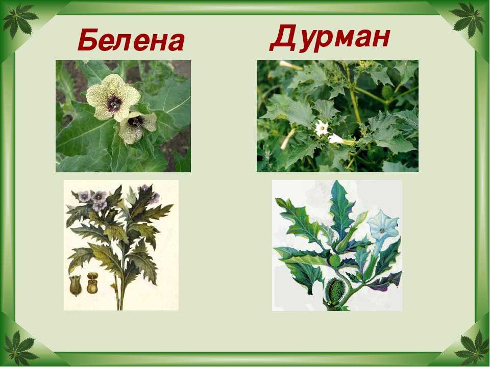 Белена: фото и описание травы, лечебные свойства и рецепты использования дурмана в медицине, отравление