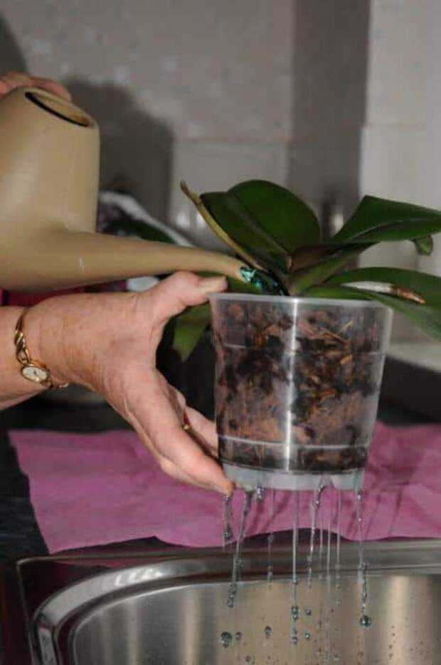 Что нужно знать о цветении орхидеи фаленопсис?