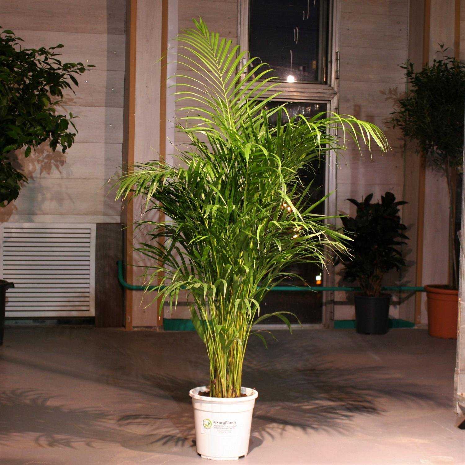 Пальма арека хризалидокарпус — уход в домашних условиях