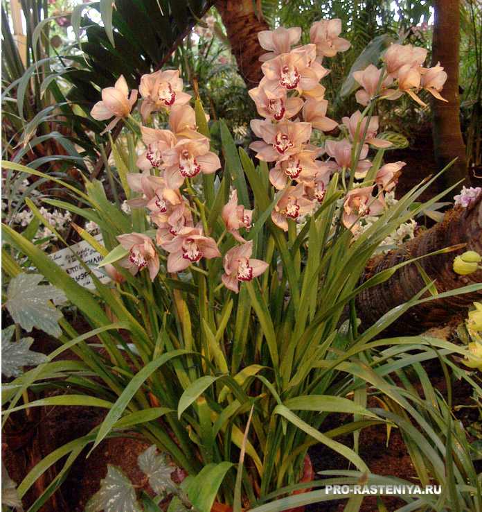 Красивая орхидея цимбидиум: фото и описание сорта