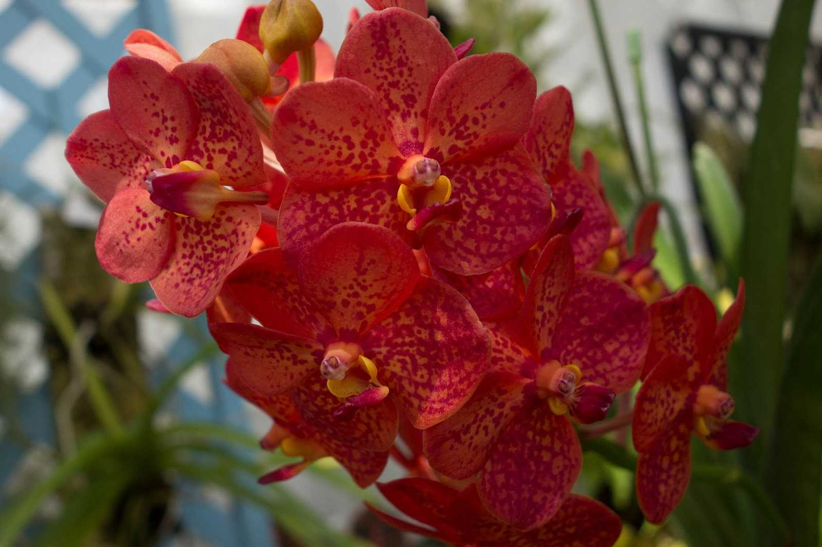 Орхидея аскоцентрум уход в домашних условиях: 7 важнейших правил, размножение, фото сортов