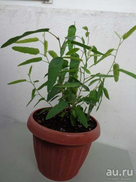 Эвкалипт (eucalýptus) в домашних условиях. уход, формирование, размножение. | floplants. о комнатных растениях