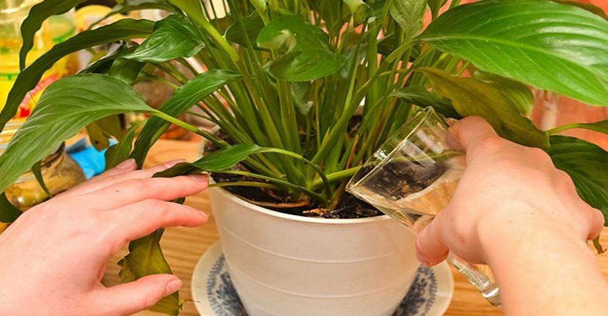 Стетсония, правила ухода за оригинальным кактусом в домашних условиях