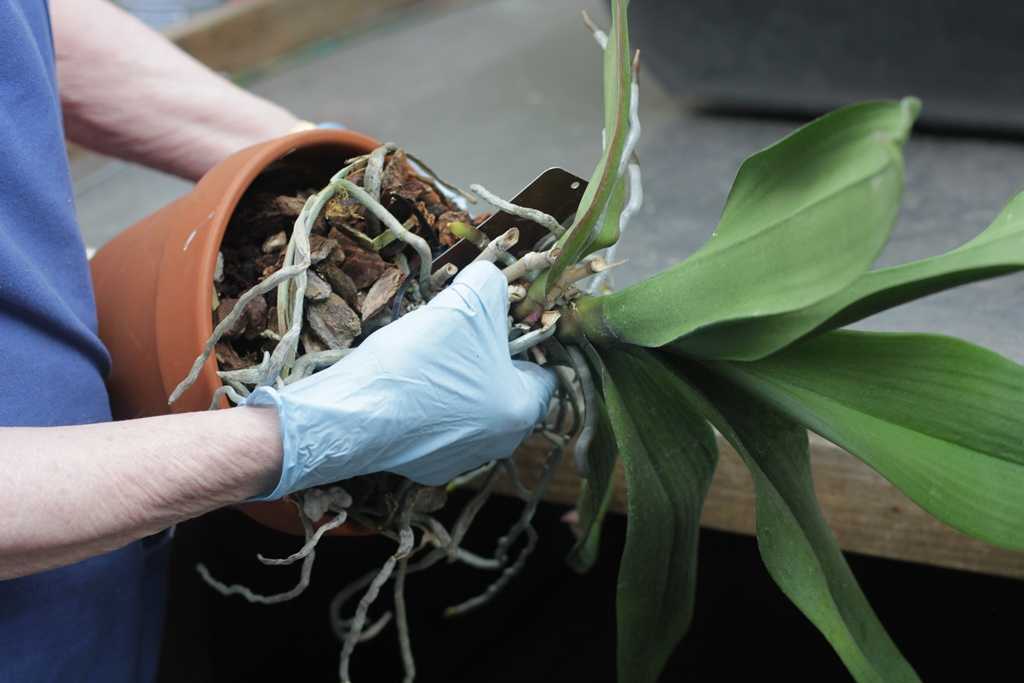 Главный вопрос — как понять, что орхидея погибает и что делать?