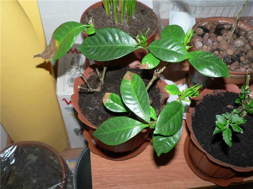 Гардения жасминовидная – выращивание и уход в домашних условиях с фото