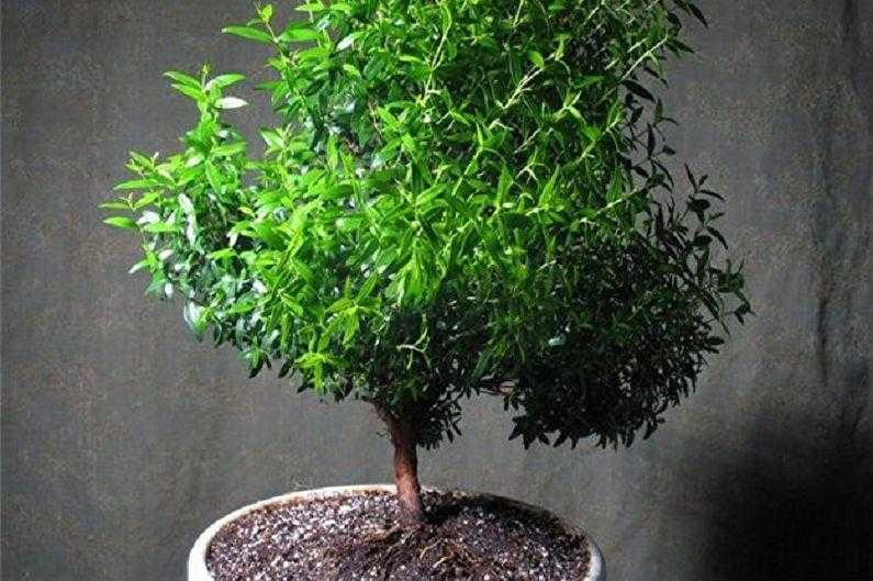 Чайное дерево (мелалеука): уход в домашних условиях, размножение