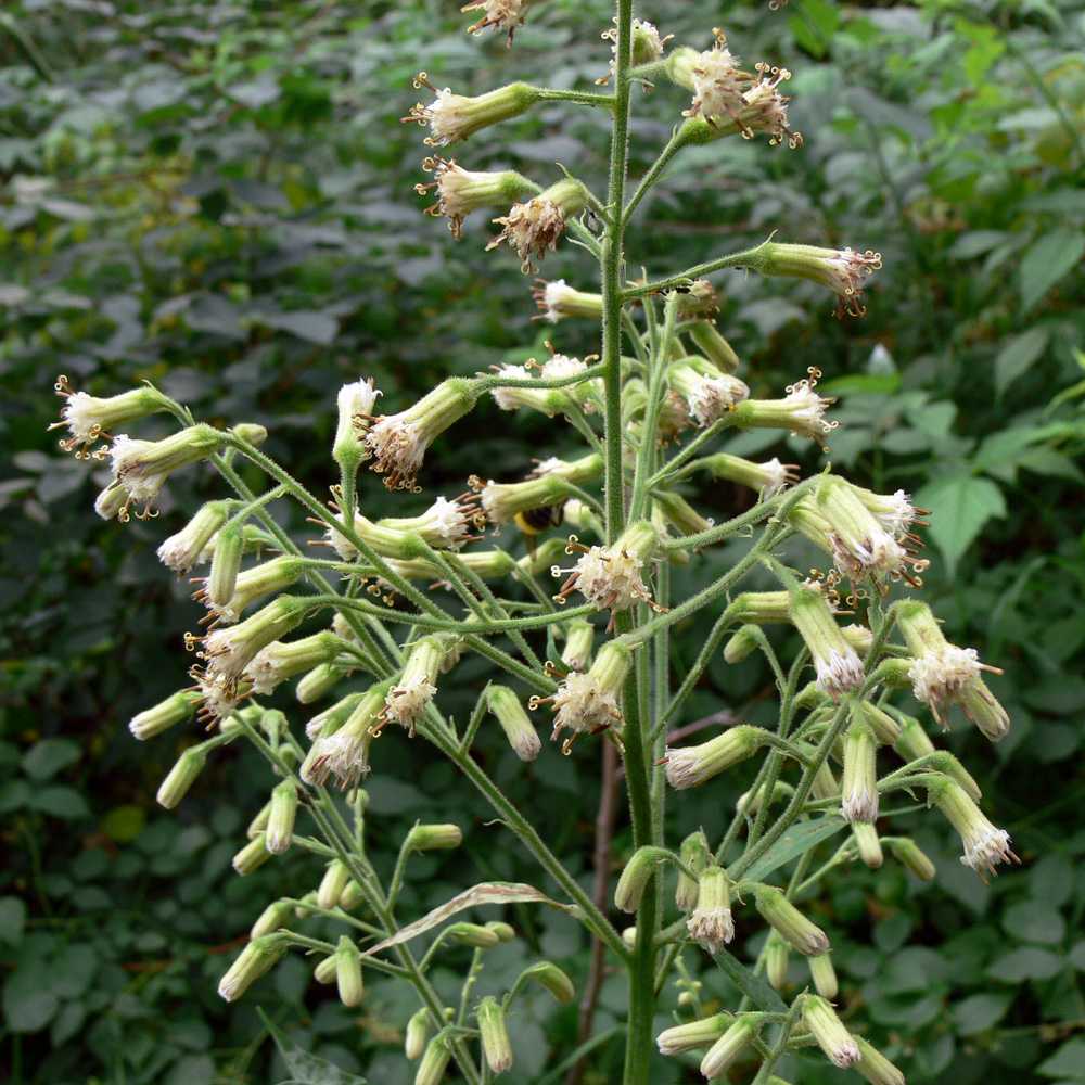 Растения западной сибири (кемеровская область): какалия (недоспелка) копьевидная