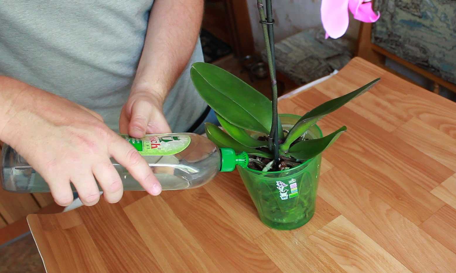 Сроки, когда поливать орхидею после пересадки