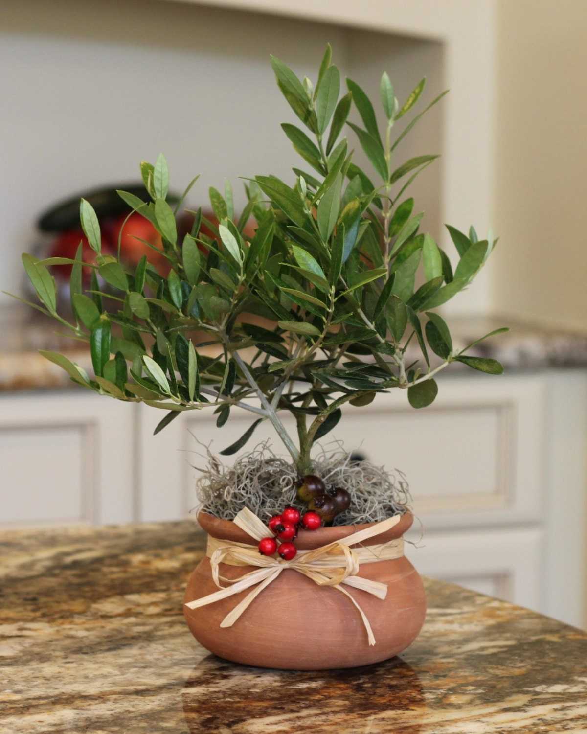 Оливковое дерево в домашних условиях, выращивание