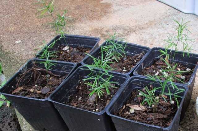 Как растет спаржа на огороде, как ее посадить и вырастить