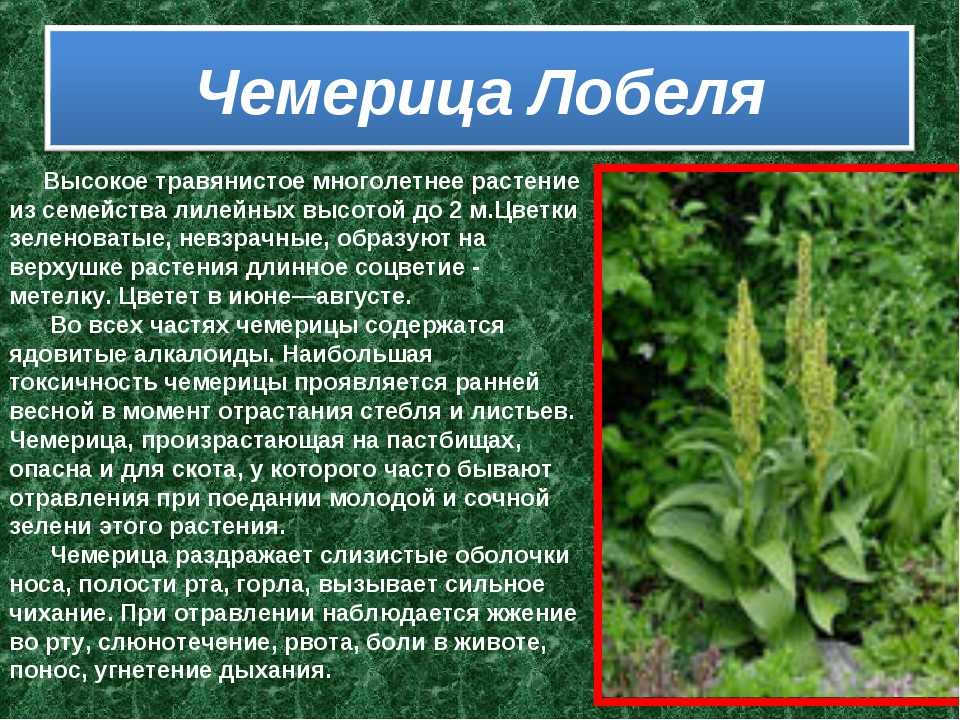 Вератрум альбум (veratrum album, чемерица белая) в гомеопатии - показания к применению | afrodita-spa.ru