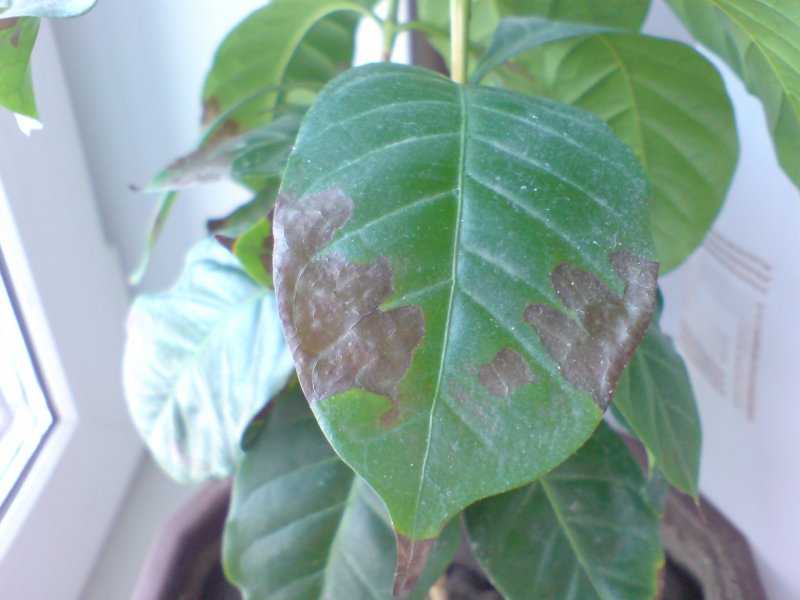 Кофейное дерево в домашних условиях: как вырастить экзотическое растение