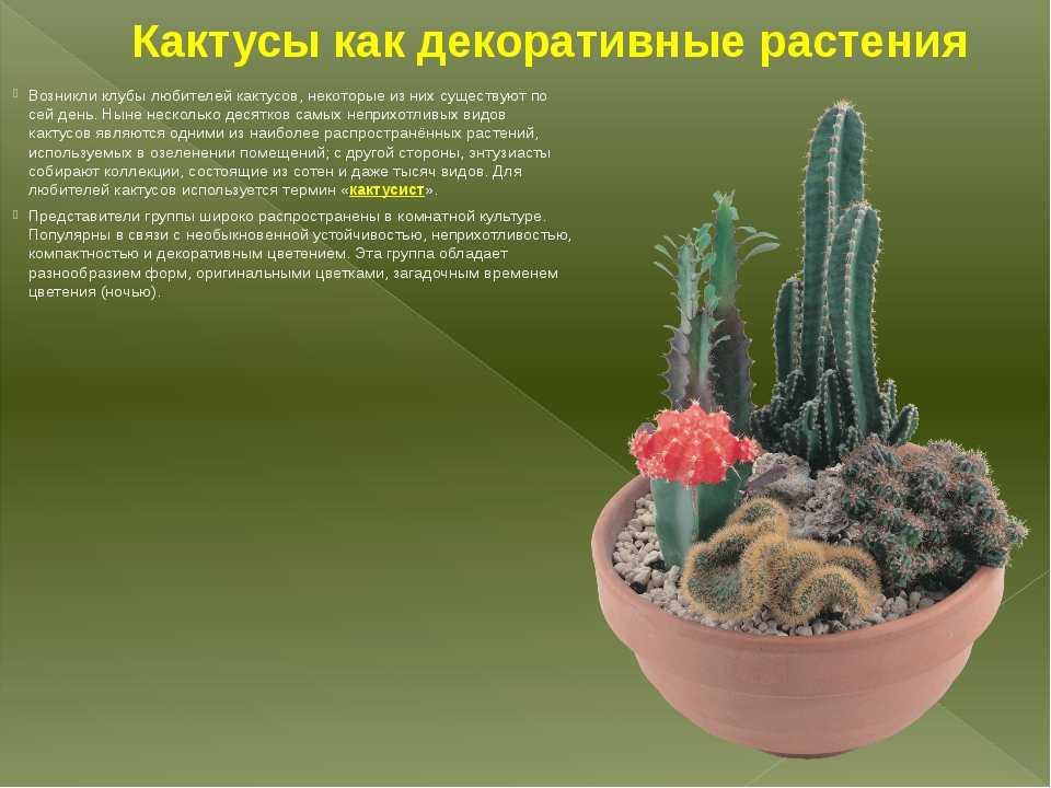 Виды и разновидности домашних кактусов с фото – названия, описания, уход