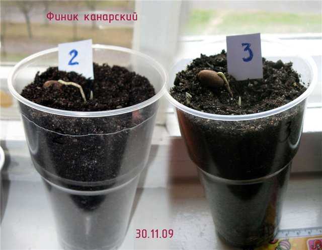 Финик канарский: уход в домашних условиях, выращивание из семян