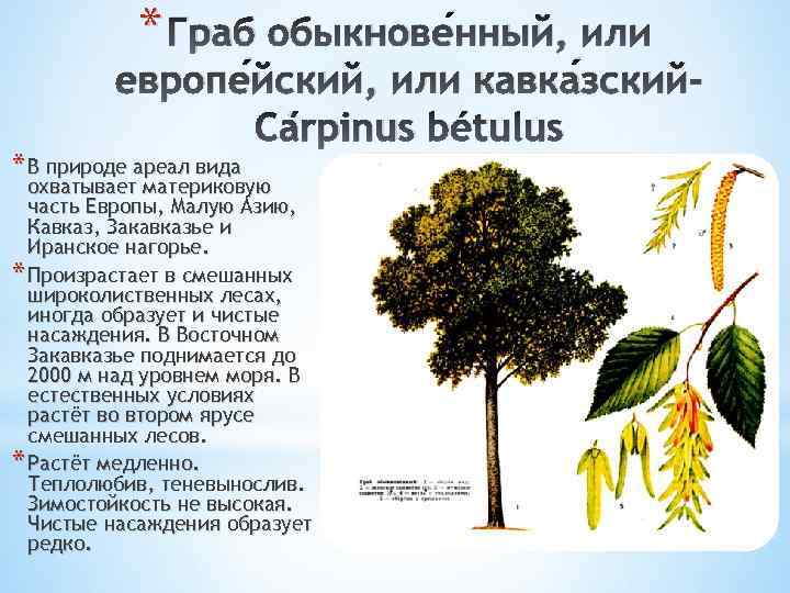 Дерево граб – описание, виды и сорта с фото, уход