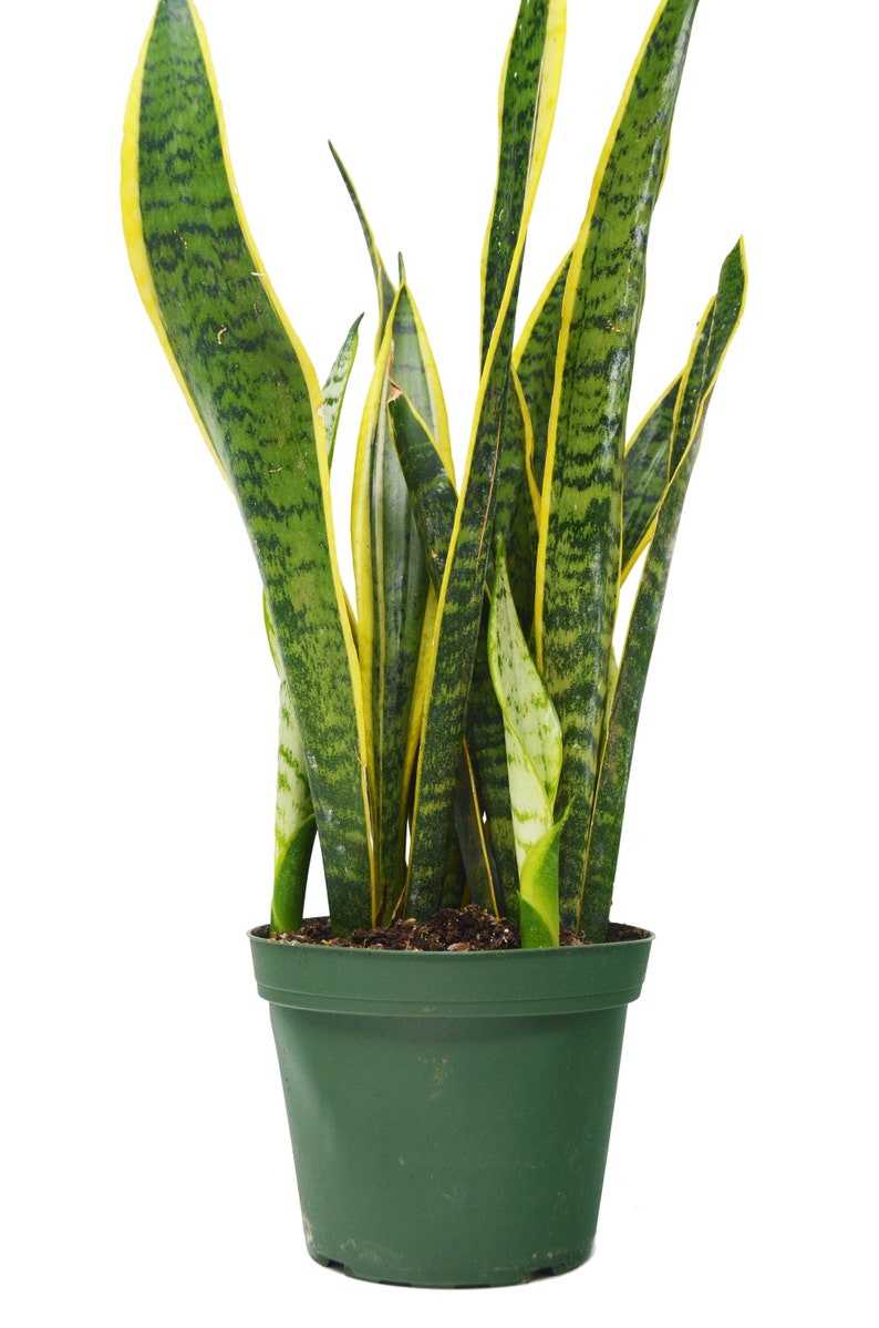 Сансевиерия — исключительно выносливое растение для украшения интерьера