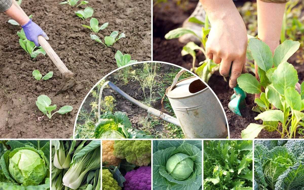 Как вырастить капусту: основы правильного выращивания