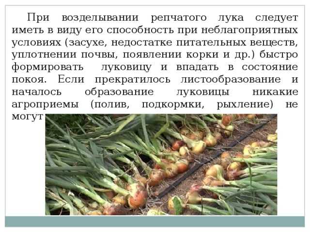 Луковые овощные культуры. технология выращивания