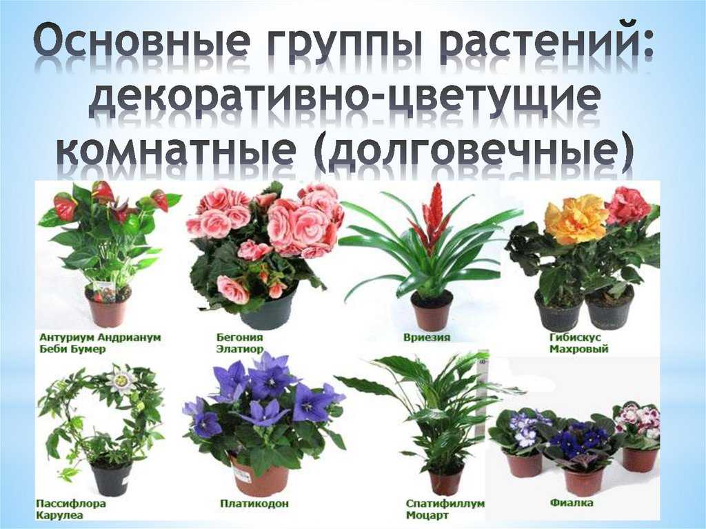 Декоративно-лиственные комнатные растения - pocvetam.ru