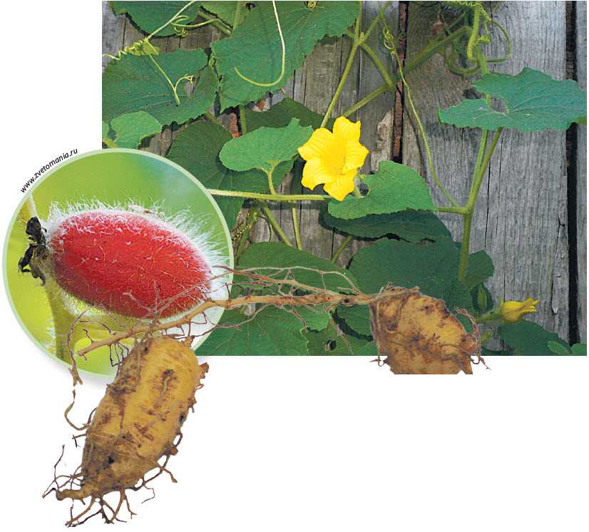 Тладианта: красный огурец – выращиваем дома сладкий овощ-экзот