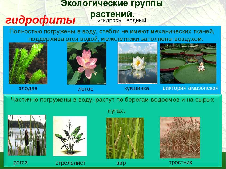 Водные растения: виды, описание, названия