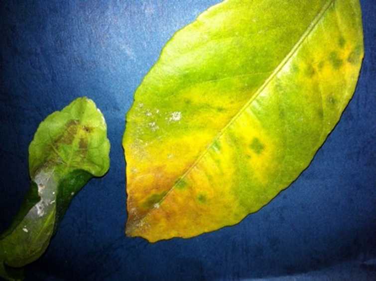 Почему мандариновое дерево сбрасывает зеленые мандарины. причины опадения листьев у комнатного мандарина