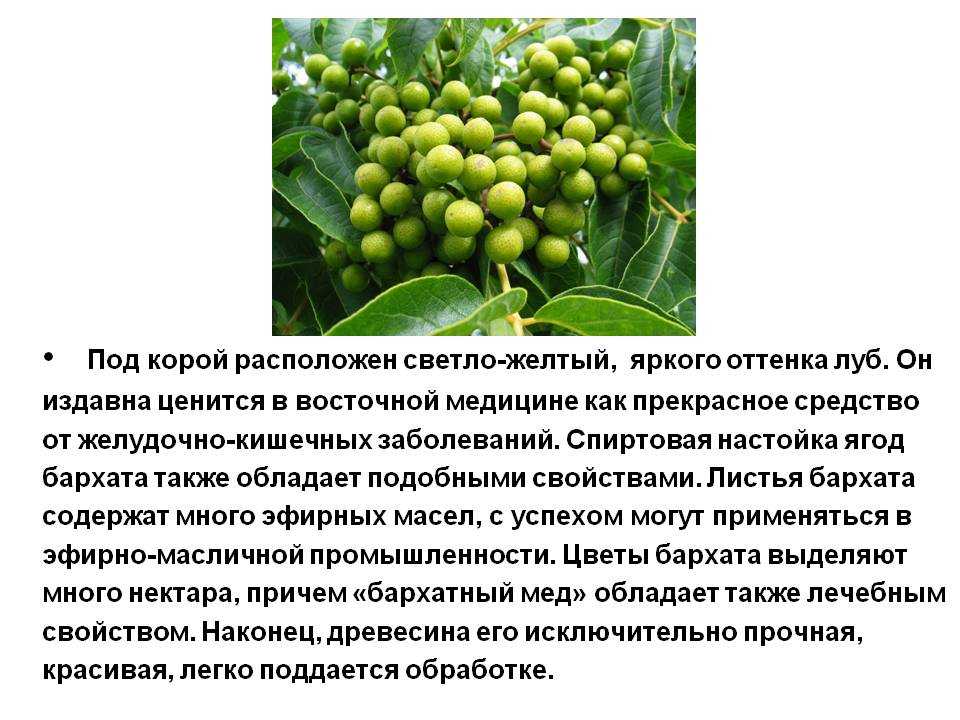Амурский бархат- пробковое дерево: описание с фото
