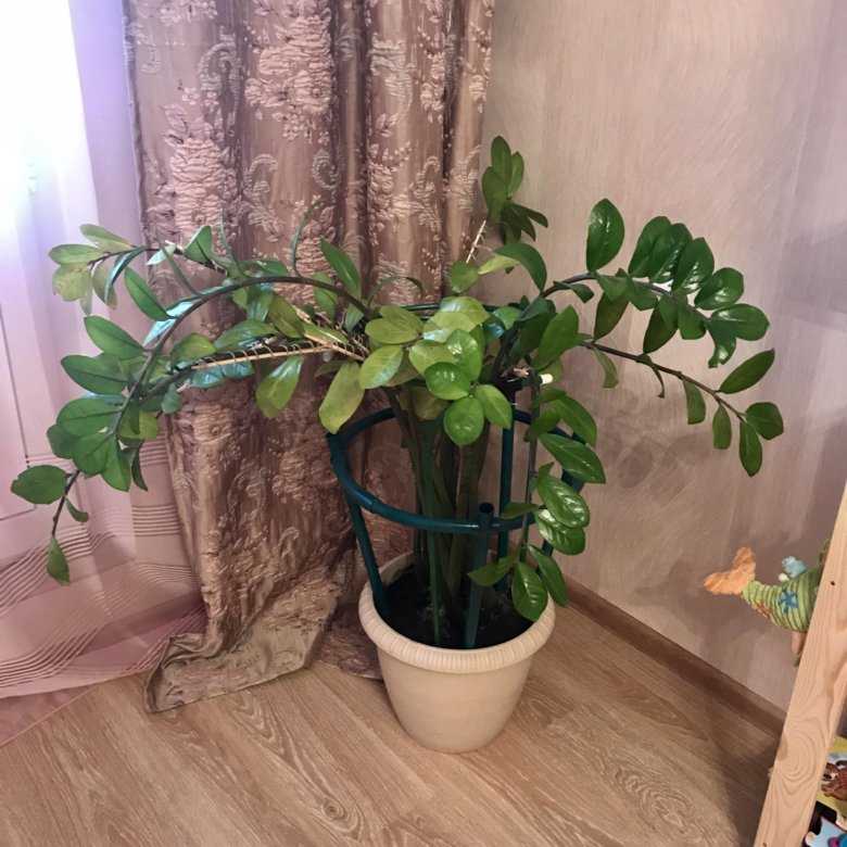 Замиокулькас - уход за долларовым деревом в домашних условиях с фото