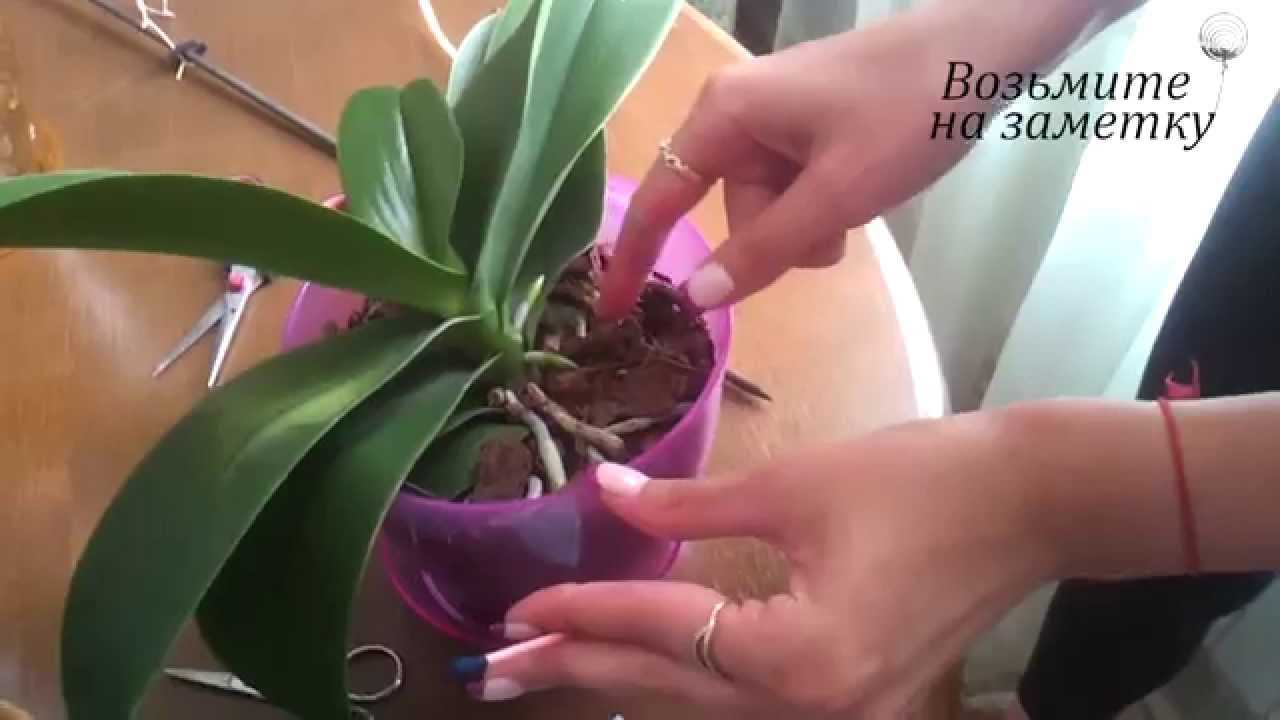Интересные факты: почему у орхидеи фаленопсис сохнут корни