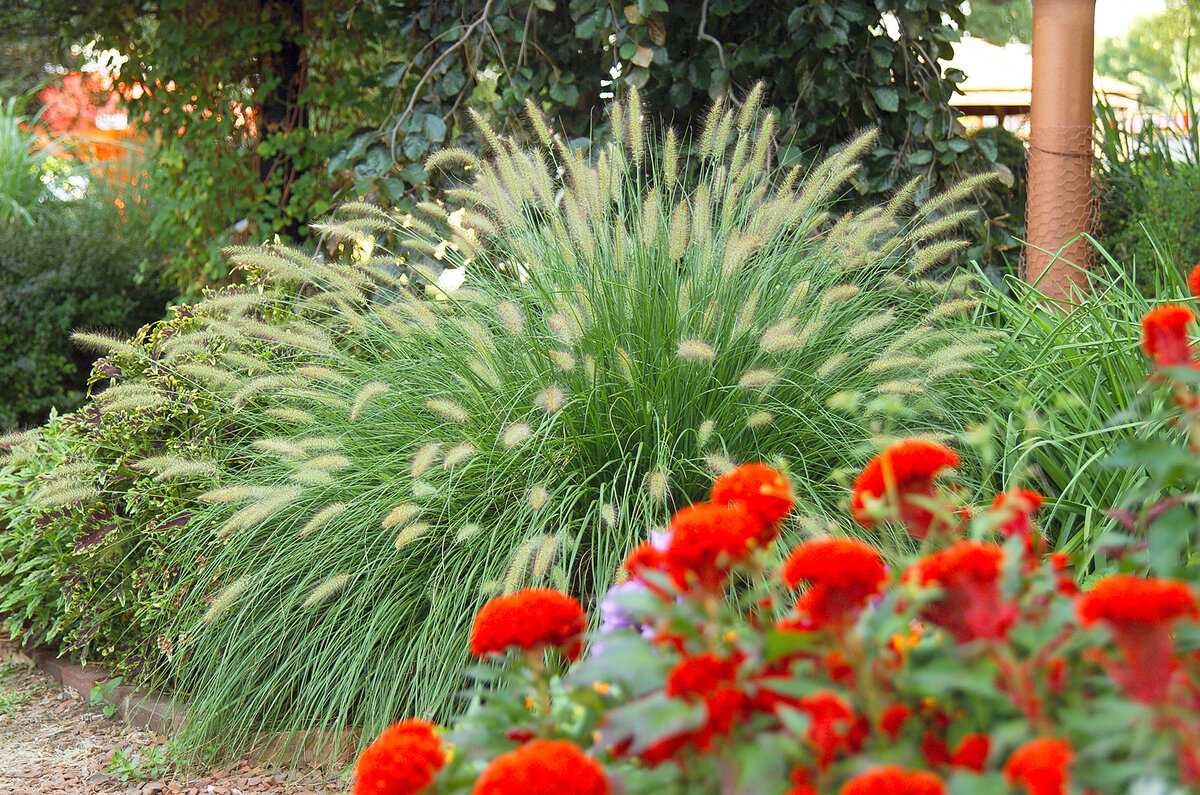 Ковыль фото растения: где растет и как выглядит трава, разновидности с описанием, лечебные свойства, особенности посадки на садовом участке