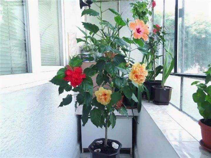 Гибискус - китайская роза. уход, размножение, виды и сорта.