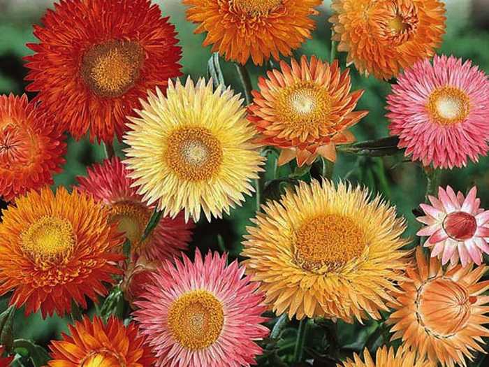 Цветы-сухоцветы: 20 самых красивых растений и идеи композиций