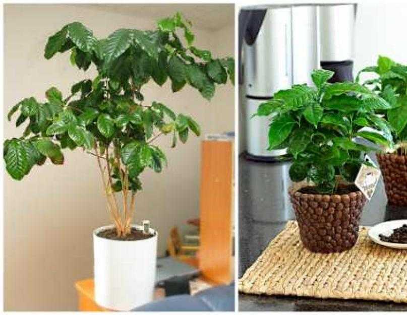 Уход за кофейным деревом в домашних условиях. кофейное дерево- все о выращивании кофе в домашних условиях
