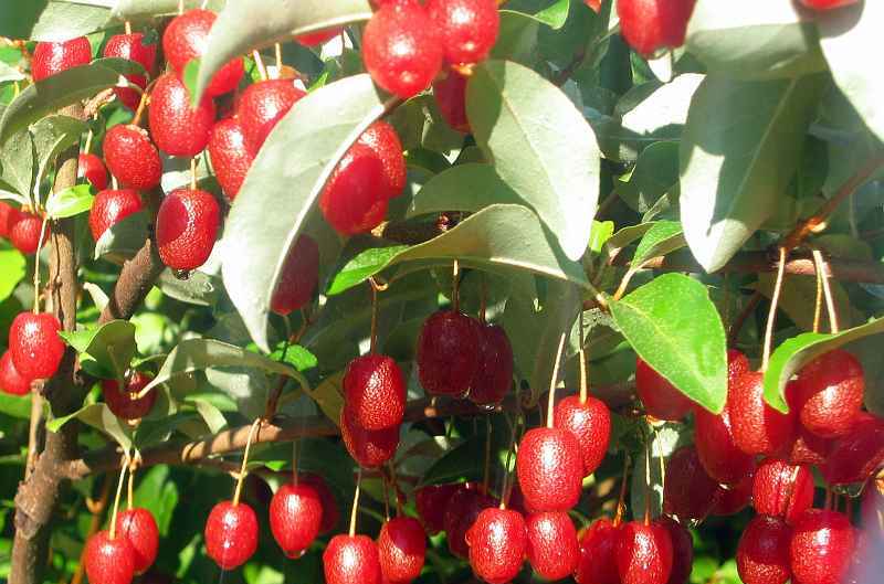 Гуми (лох многоцветковый): полезные свойства ягоды и противопоказания, описание, рецепты