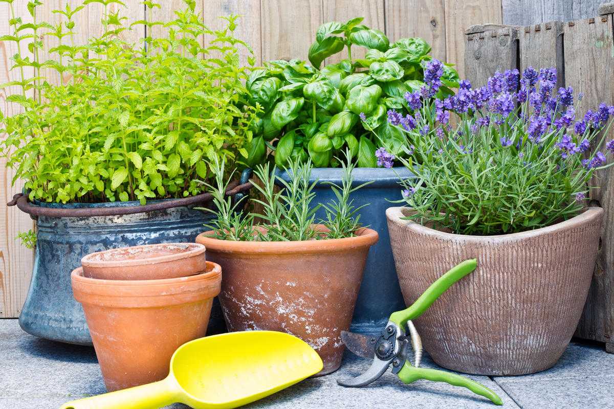 5 вещей, которые есть в горшках с растениями у опытных цветоводов
