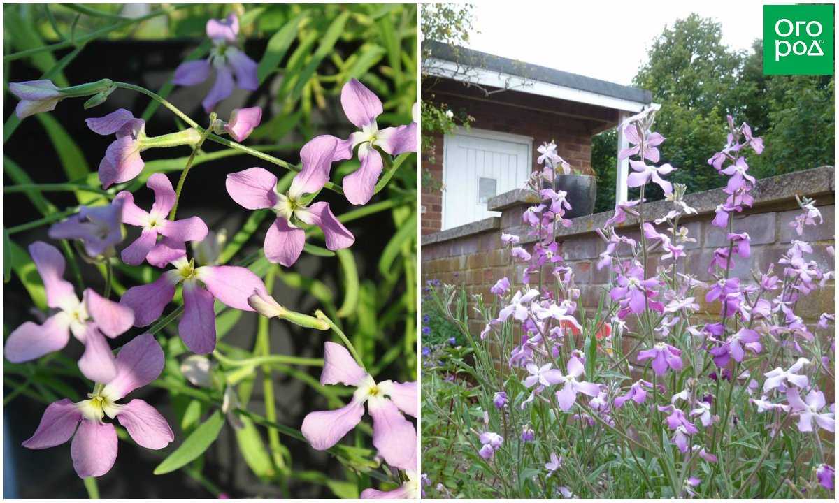 Маттиола седая или левкой – самый ароматный цветок в саду | огородники