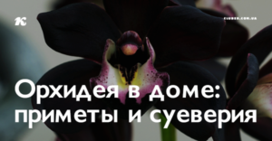 Орхидея по феншуй: какая энергетика у цветка и правильное местоположение в квартире