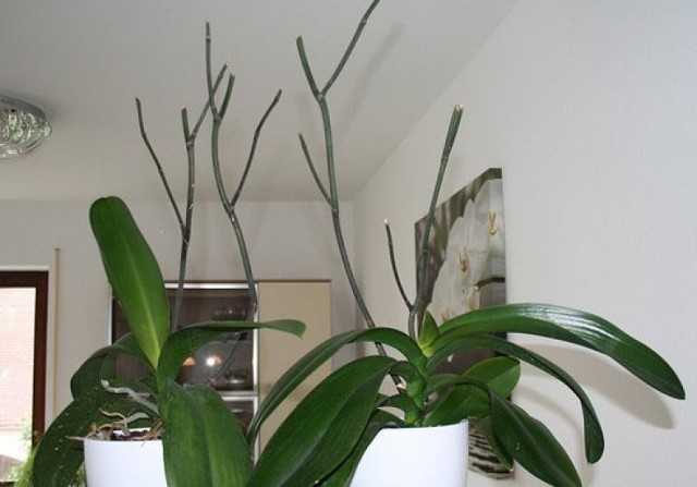 Сгнили корни у орхидеи фаленопсис: что делать, если растение пропадает и можно ли его спасти, также фото пораженного цветка
