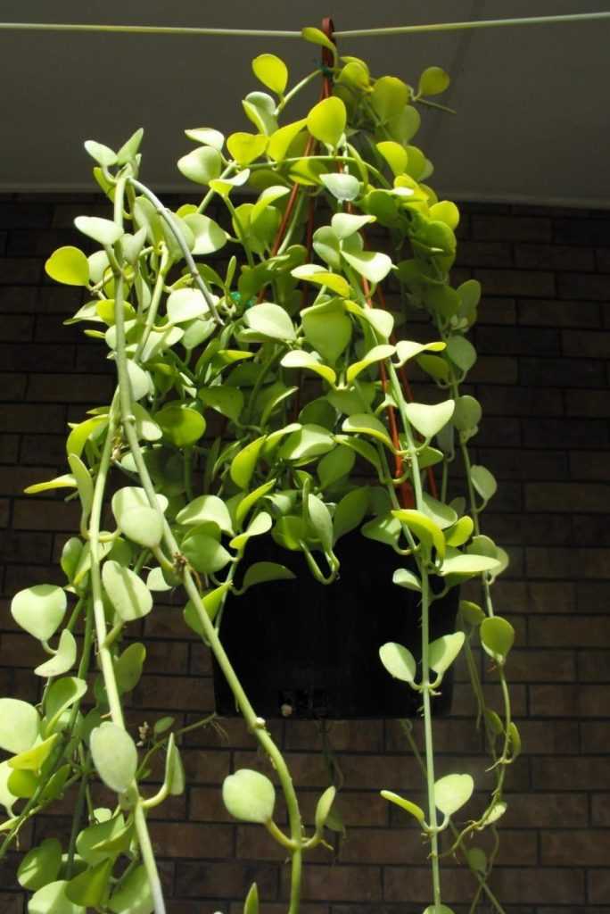Дисхидия овата — уход в домашних условиях, создание оптимального микроклимата для выращивания лианы