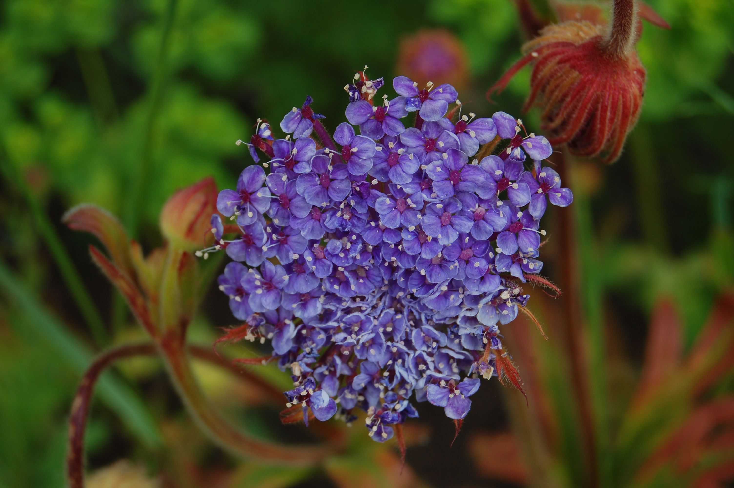 Зонтичные растения для цветников: достоинства, фото, описания
