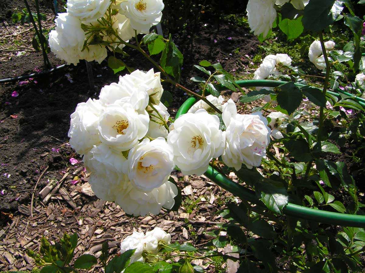 Причины, почему роза превращается в шиповник и что делать для возвращения королевы цветов