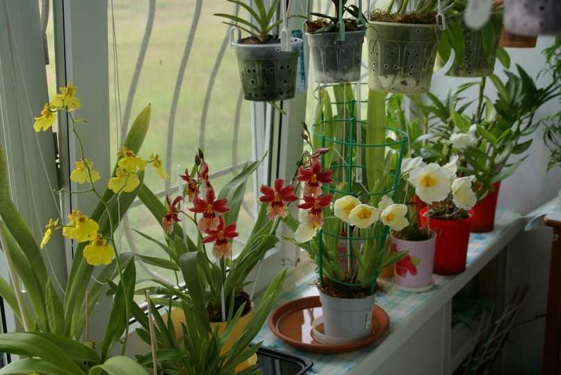 Орхидея мильтония уход в домашних условиях пересадка мильтонии размножение мильтония желтеет реанимация