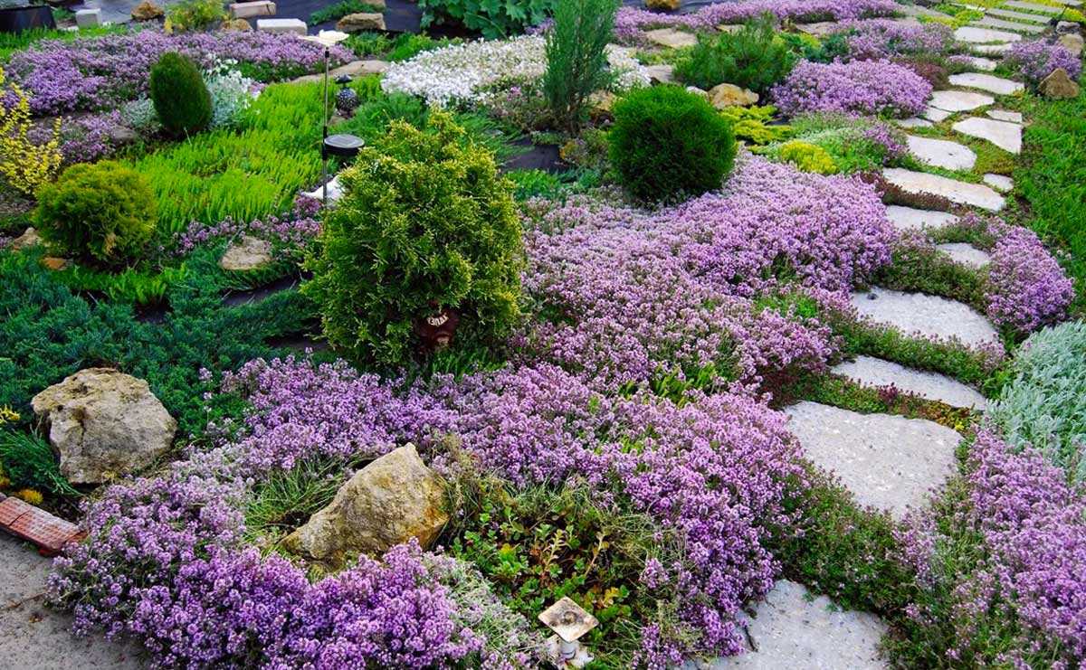 Флокс шиловидный: 10 популярных садовых разновидностей