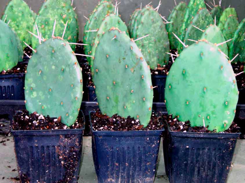 Опунция - цветение и правила выращивания кактуса в комнатных условиях